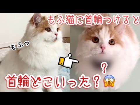 もふ猫に首輪をつけるとこうなります。【スコティッシュフォールド】