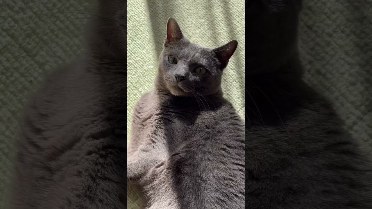 【ロシアンブルー】陽だまりでまったり中のめろんです😊【猫】#shorts