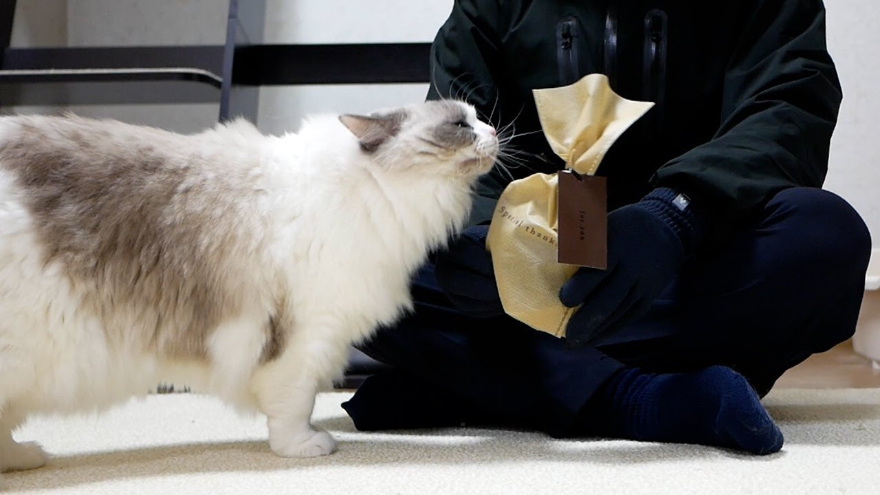 毎日お留守番している猫にクリスマスプレゼントを買って帰ったら…