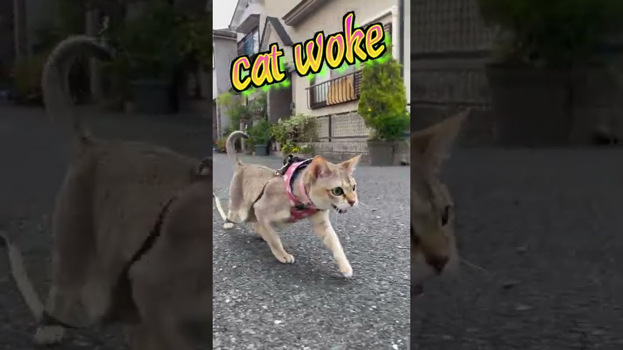 【シンガプーラ】彼女の華麗なキャットウォーク