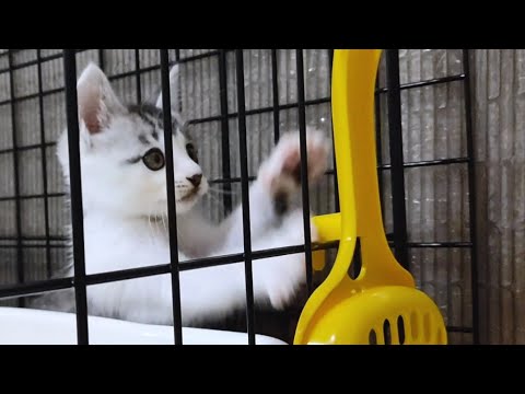 【保護猫】トイレのスコップに夢中な子猫。落としてしまって大慌てでかわいい