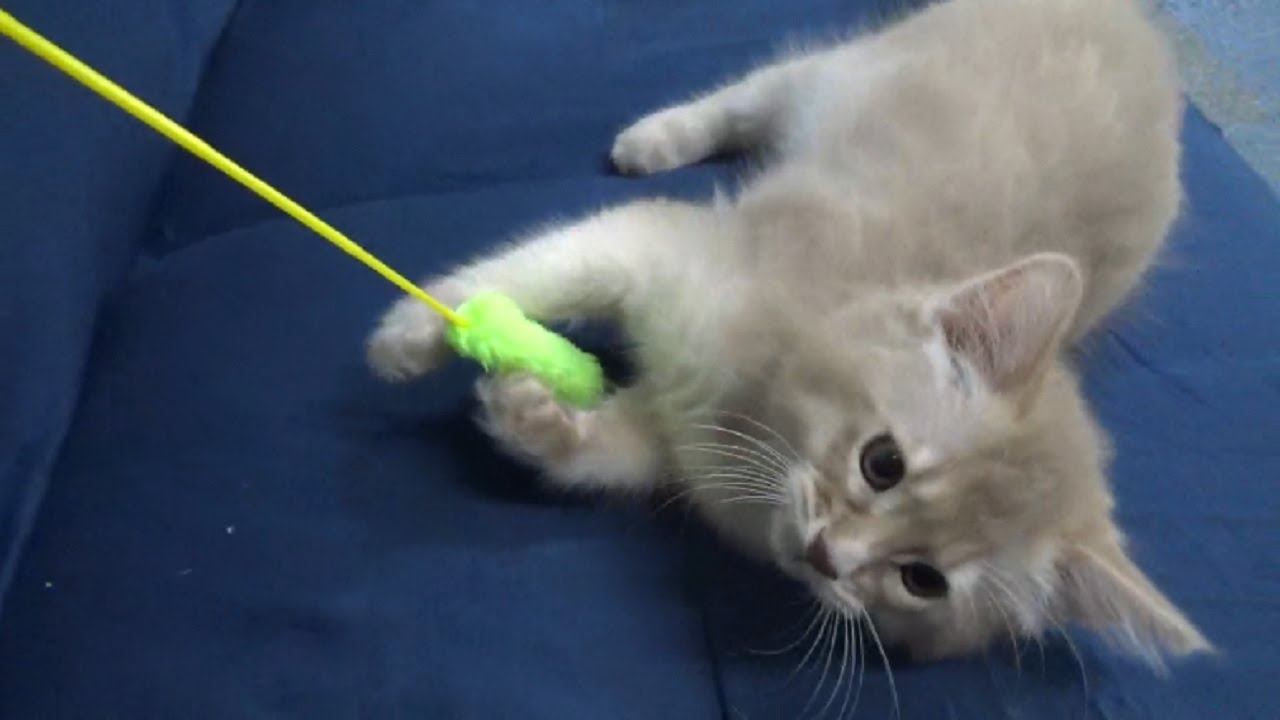 [ソマリ]　よく遊ぶ子猫