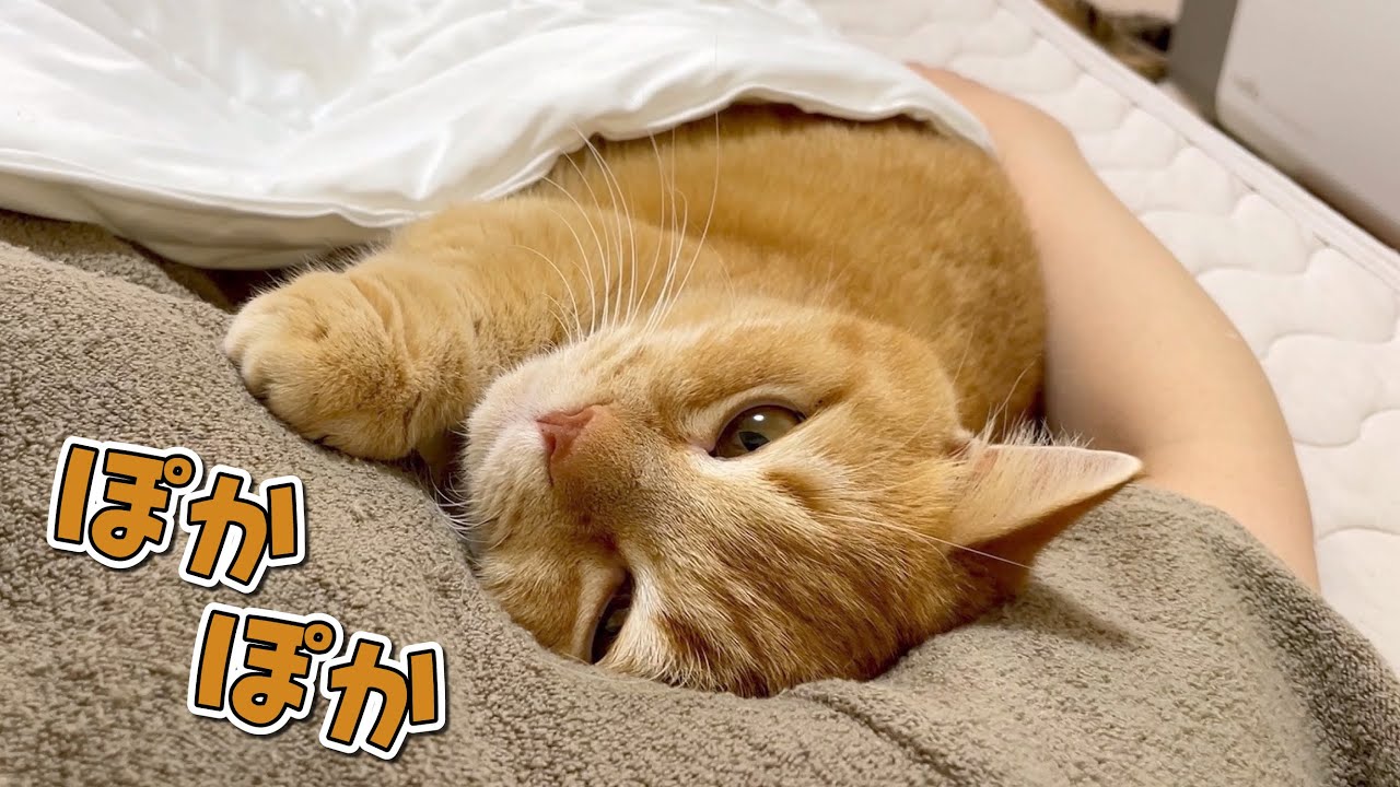 急に寒くなってママと布団に入って寝たい猫が可愛すぎました！
