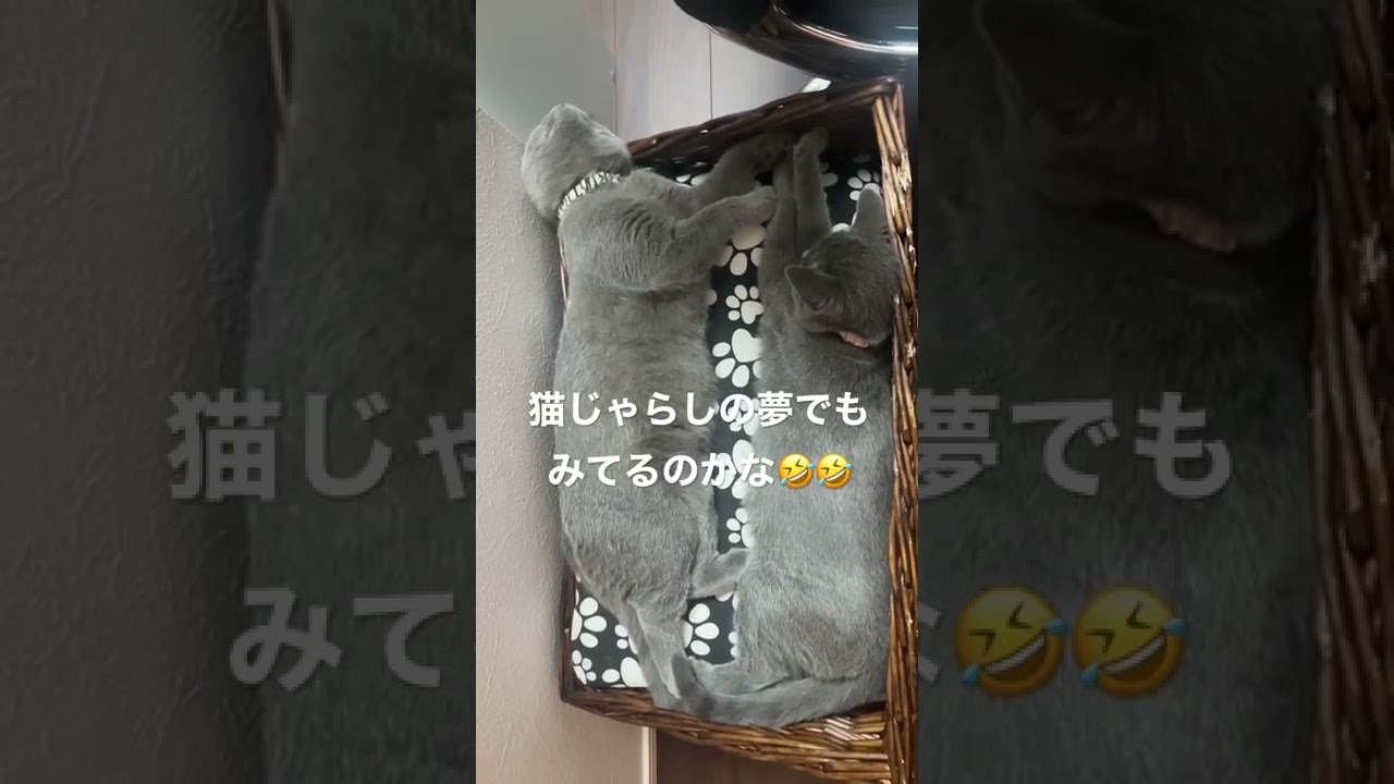 シャルトリューの子猫は夢の中でも遊んでいるみたいです #シャルトリュー #猫 #猫のいる暮らし #shorts #chartreux #cat