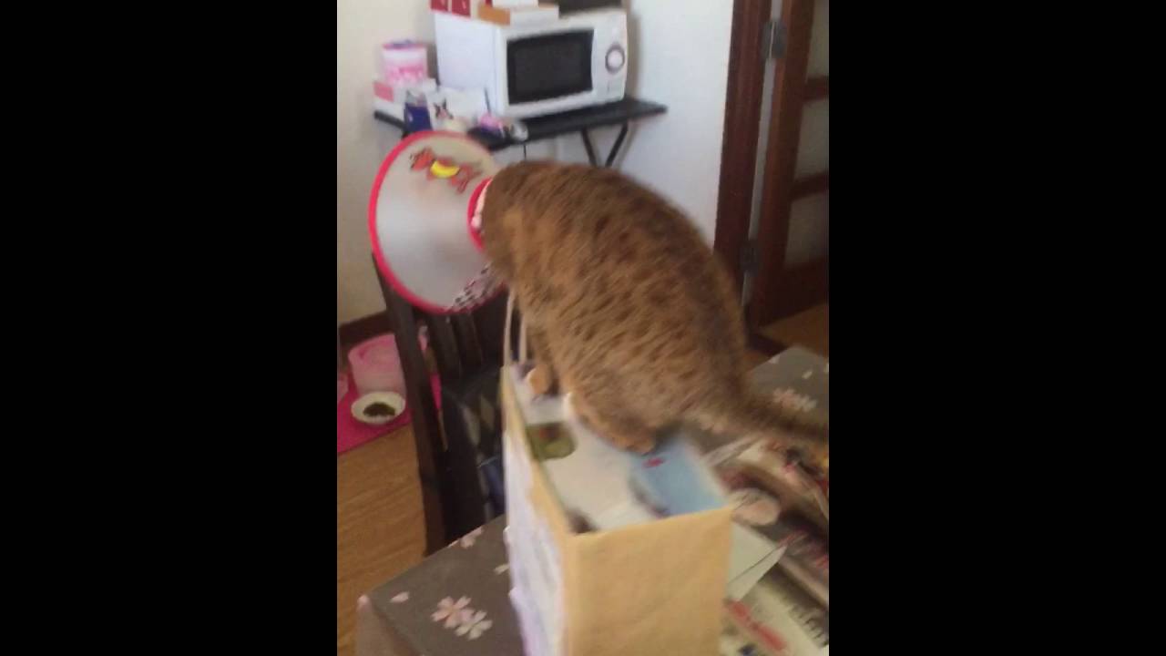 遊ぼうよ！（猫記録6）アメリカンショートヘヤ  オシキャット