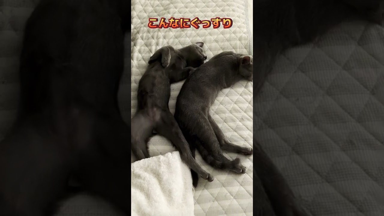 ぐっすり子猫💗    #ロシアンブルー #russianblue  #子猫