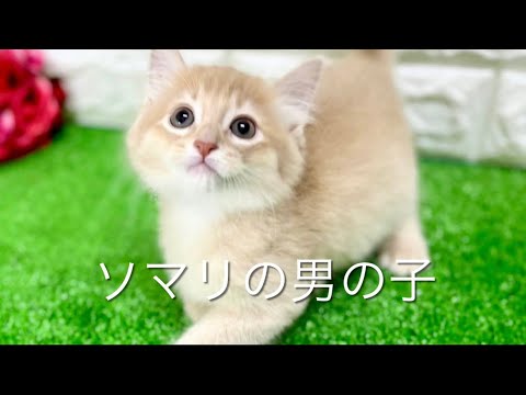 ソマリの子猫　（平野瓜破）