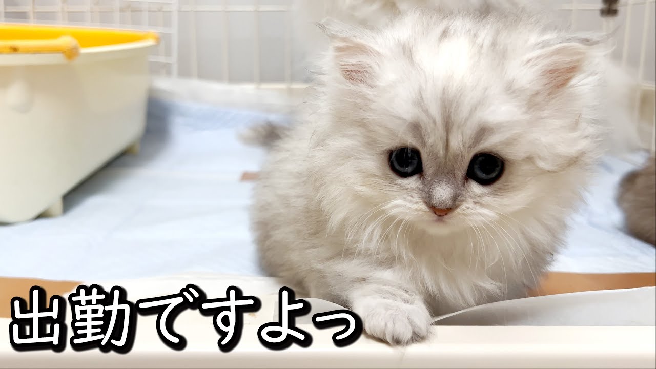 【マンチカンちゃんのかわいい猫動画】2020年10月最新ブリーダー情報！！『猫のいる生活 Vol. 』♡短足長毛マンチカン・ペルシャ猫の猫動画♡猫専門ブリーダー『ペット蔵人』