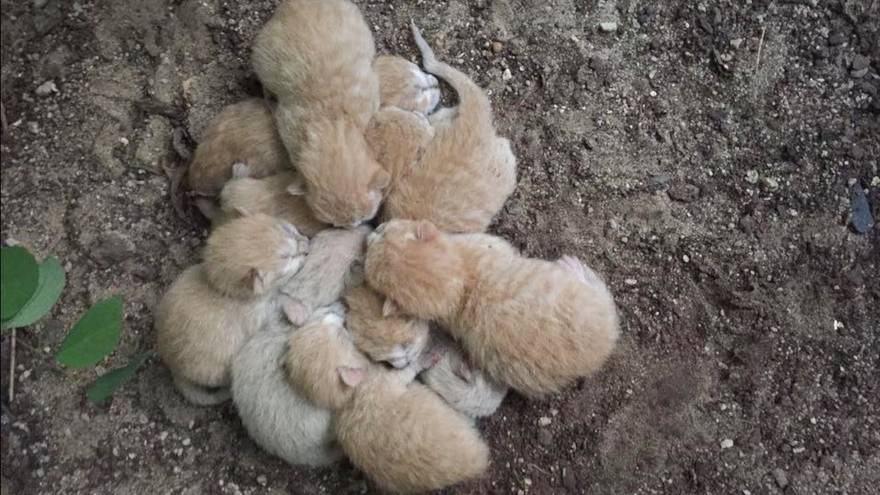 寒さに震えて身を寄せ合っていた子猫達。励まし合って生きてきた8匹は暖かい家を手に入れる【感動実話 動物】