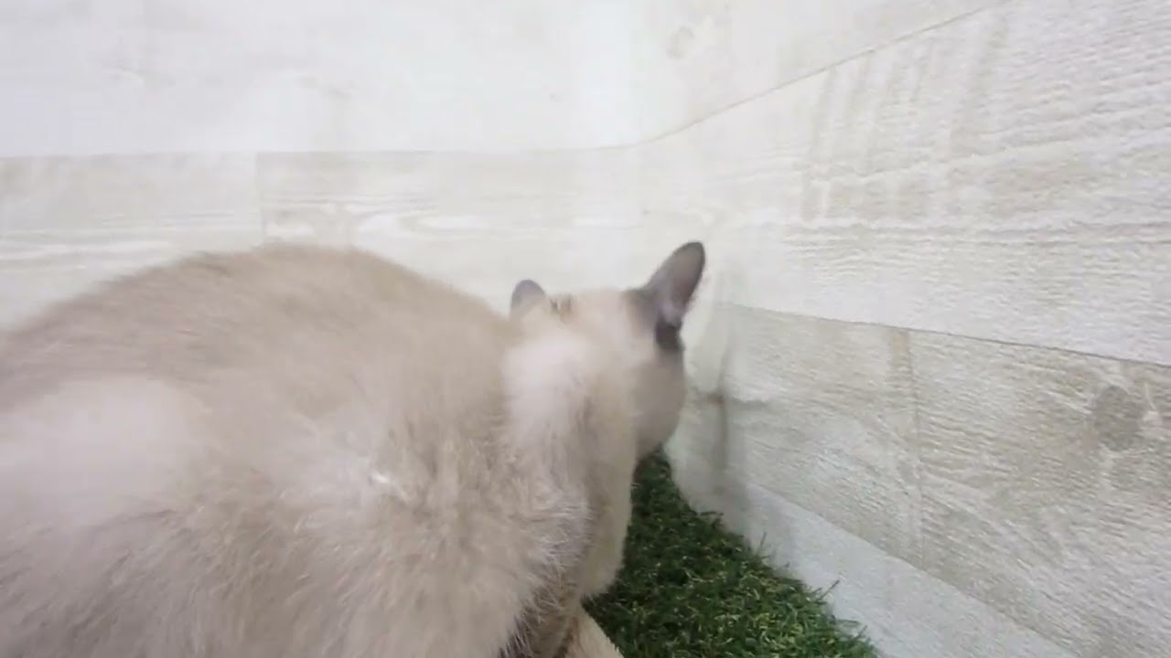 00582855 トンキニーズ