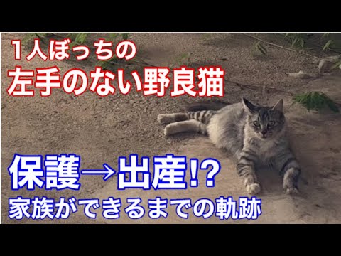 過酷な野良猫時代に子猫を育てれなかったシャムちゃん幸せいっぱいな家族をもつまでの物語。総集編　#保護猫  #cat  #kitten  #こねこ  #ねこ
