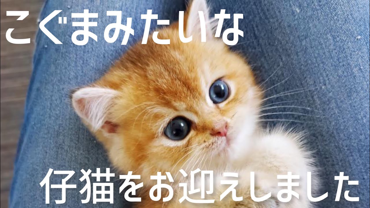 【ブリティッシュゴールデン】生後58日の子猫をお迎えしました