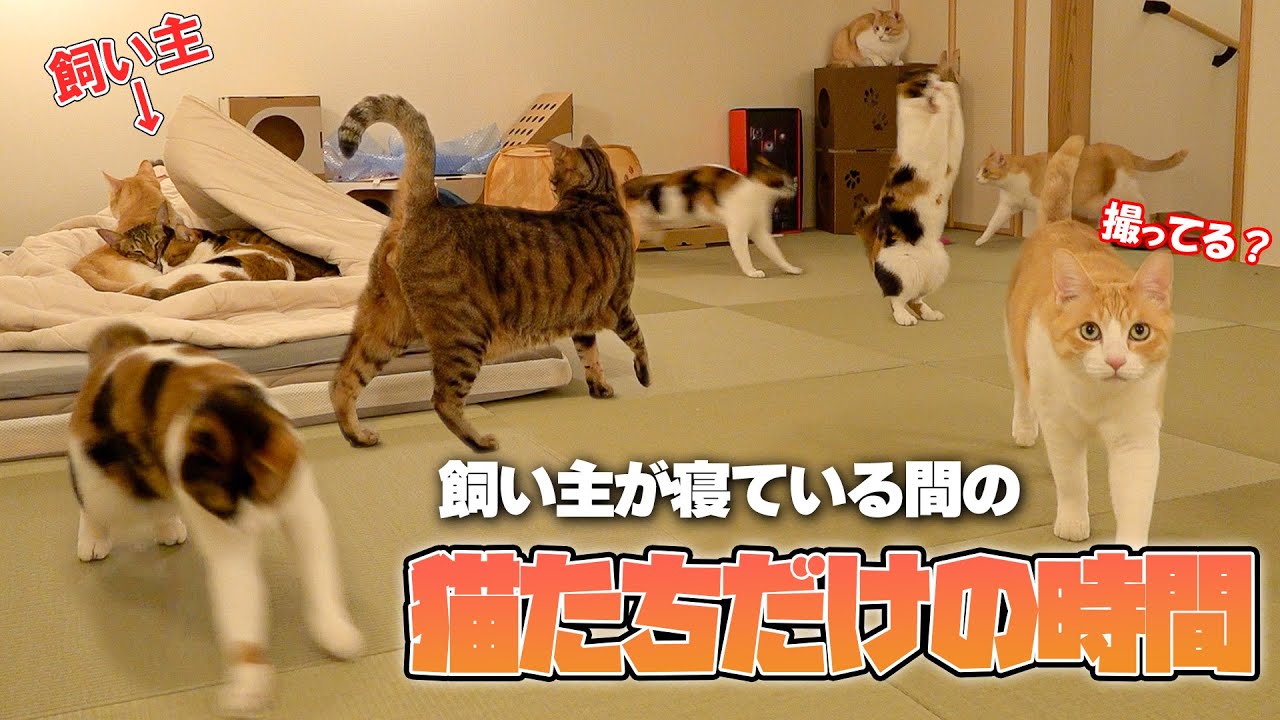 飼い主が寝ている間の猫たちを隠し撮りしたらとんでもないことが起こっていました…【秘密の屋根裏部屋編】