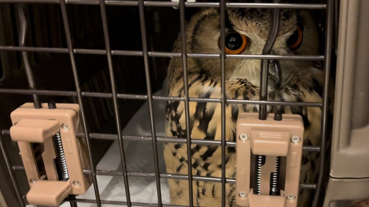 #472 帰省するフクロウ FOO IS GOING HOME W/ OWNER【ベンガルワシミミズク】