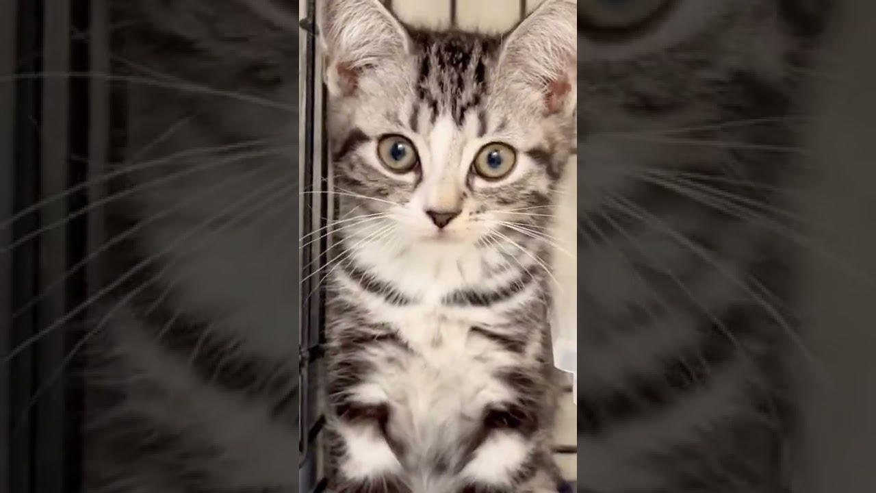 スコティッシュフォールド🐱　通常販売子猫ちゃん😸アゴはネコ