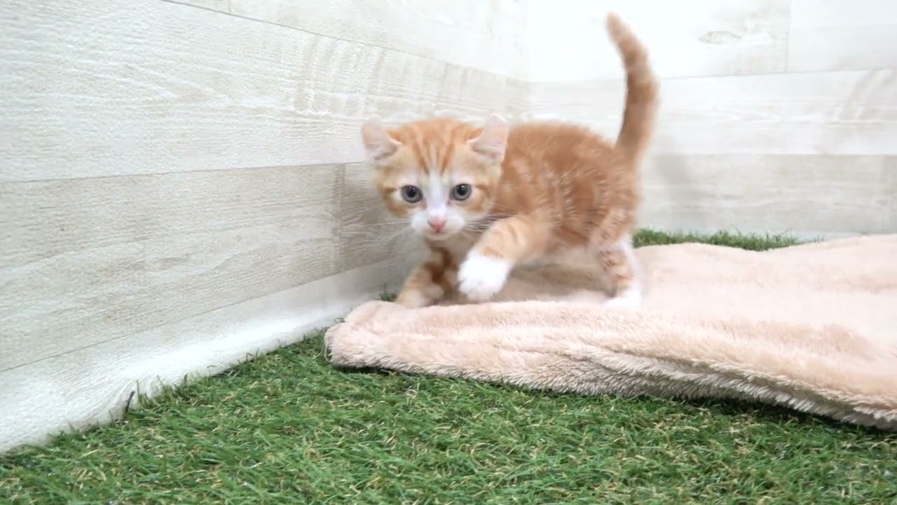 00581333 アメリカンカール