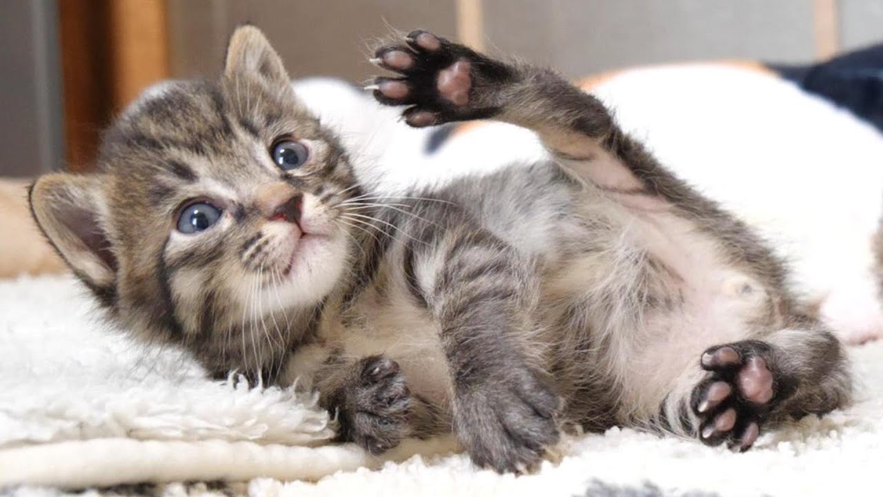 そんなところにママいたの、子猫たちがうれしそうな顔でママタワーに集まる【赤ちゃん猫　保護猫】
