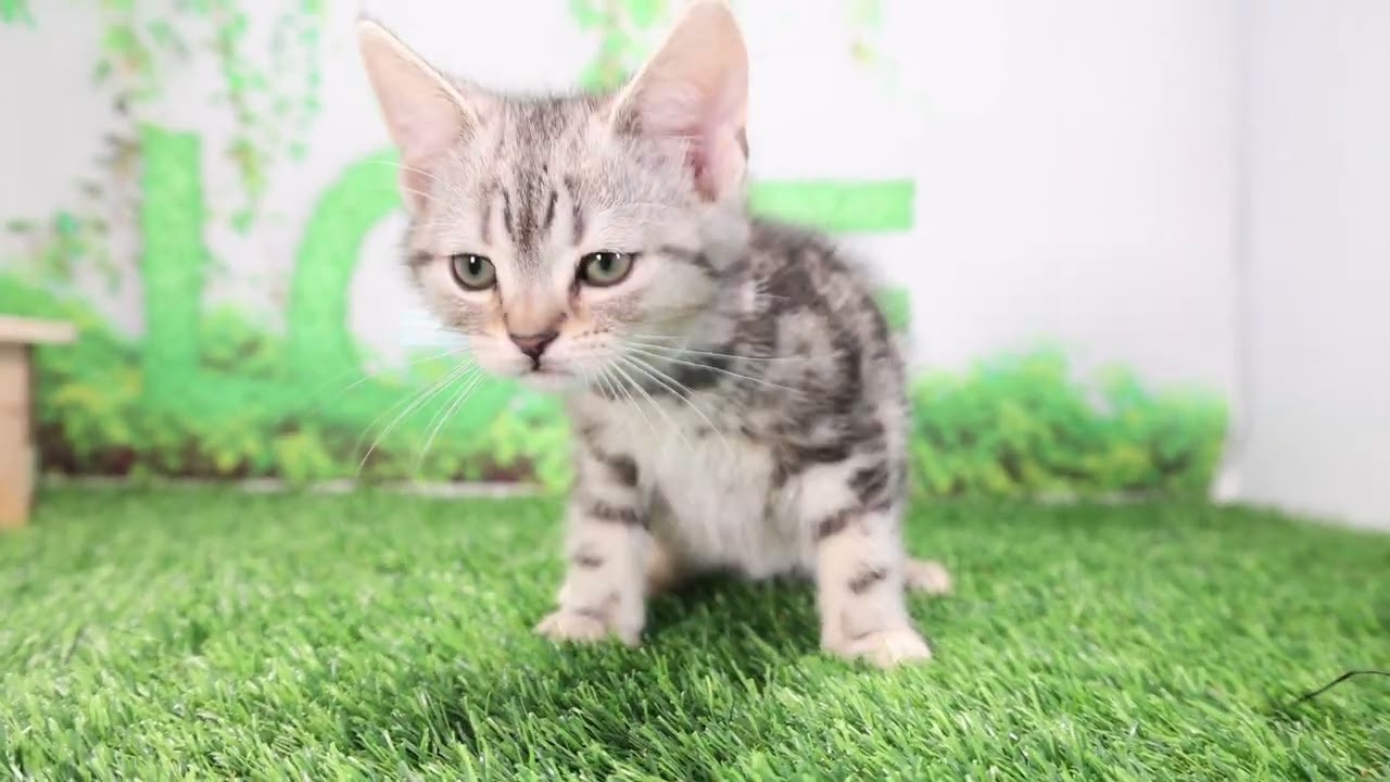 Coo&RIKU　No570894　アメリカンショートヘアー