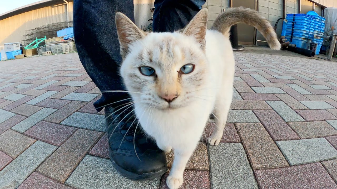 シャム猫が激しいディフェンスで「帰らないで！」と訴えてくる