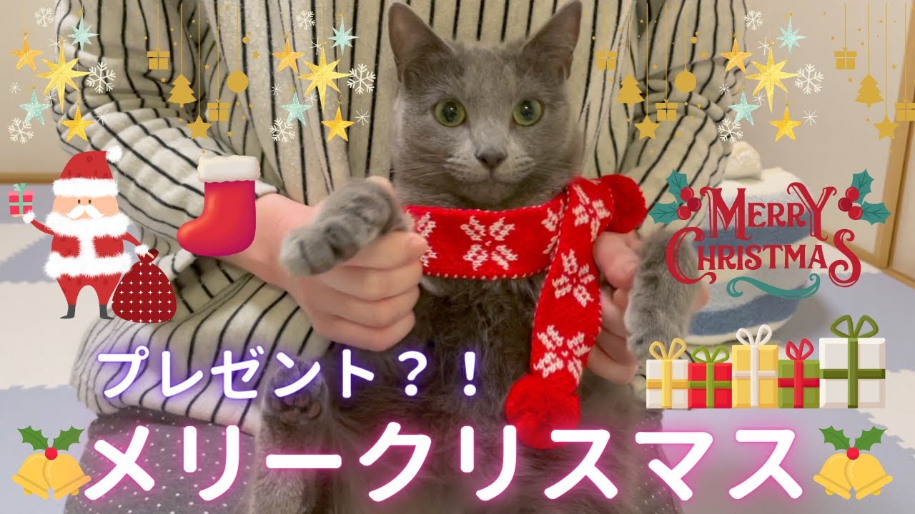 初めてクリスマスプレゼント🎁🎅を貰う猫（ロシアンブルー）