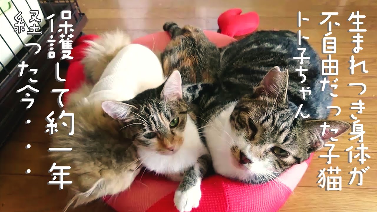 生まれつき身体が不自由だった子猫トト子ちゃん、保護して約一年経った今・・ #7