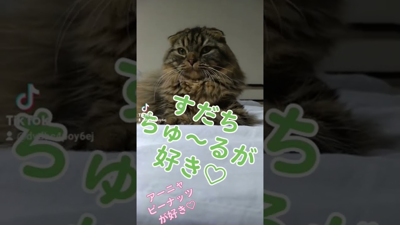 ○○を知ると世界は平和に♪#Shorts＃スコティッシュフォールド
