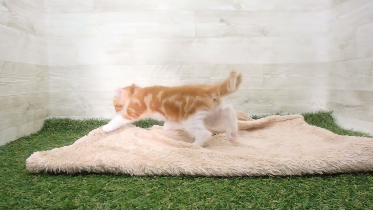 Coo&RIKU　No.00593583 アメリカンカール