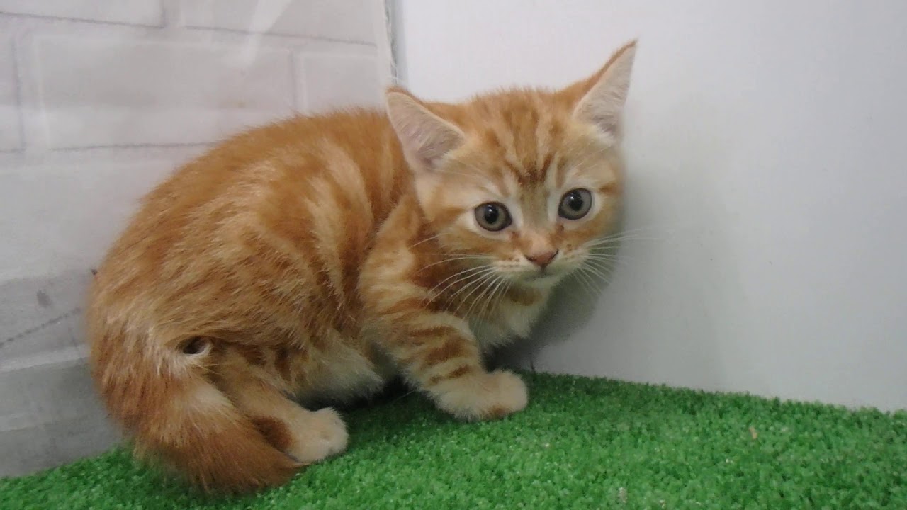 00472681 アメリカンショートヘアー