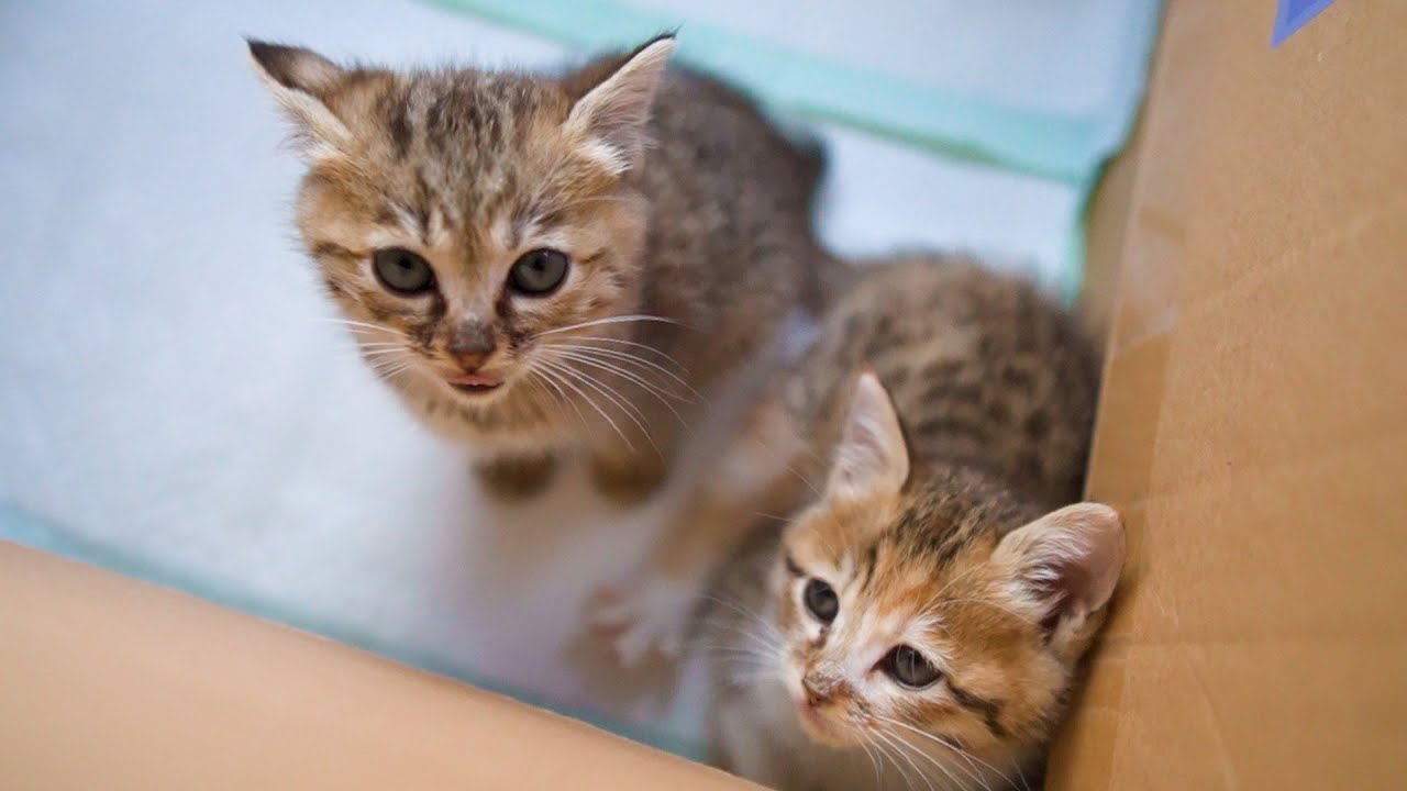 捨てられてた子猫姉妹を保護して1年が経ちました【前編】