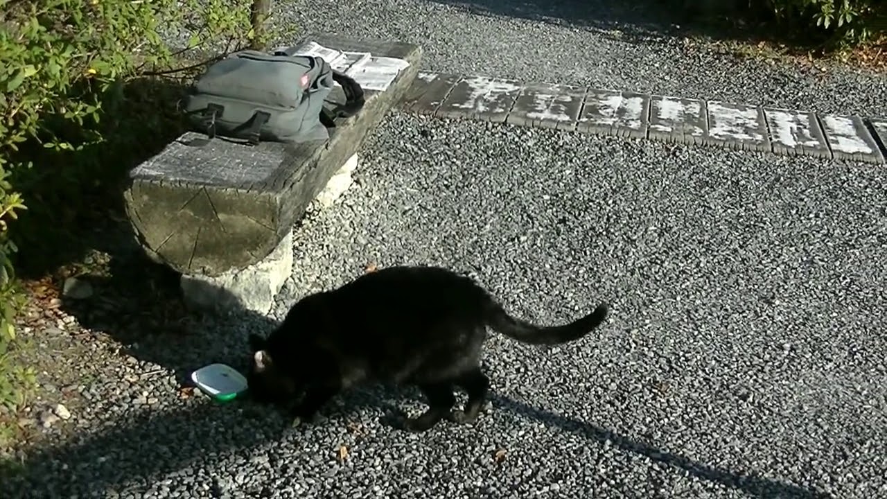 天満宮の黒猫ちゃん 20180125（天満宮）