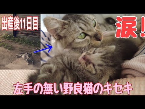 左手の無い野良猫シャムちゃんのキセキ。保護→妊娠発覚→出産　家にきて約2週間どんなふうな変化が？子猫達は？　#保護猫  #こねこ