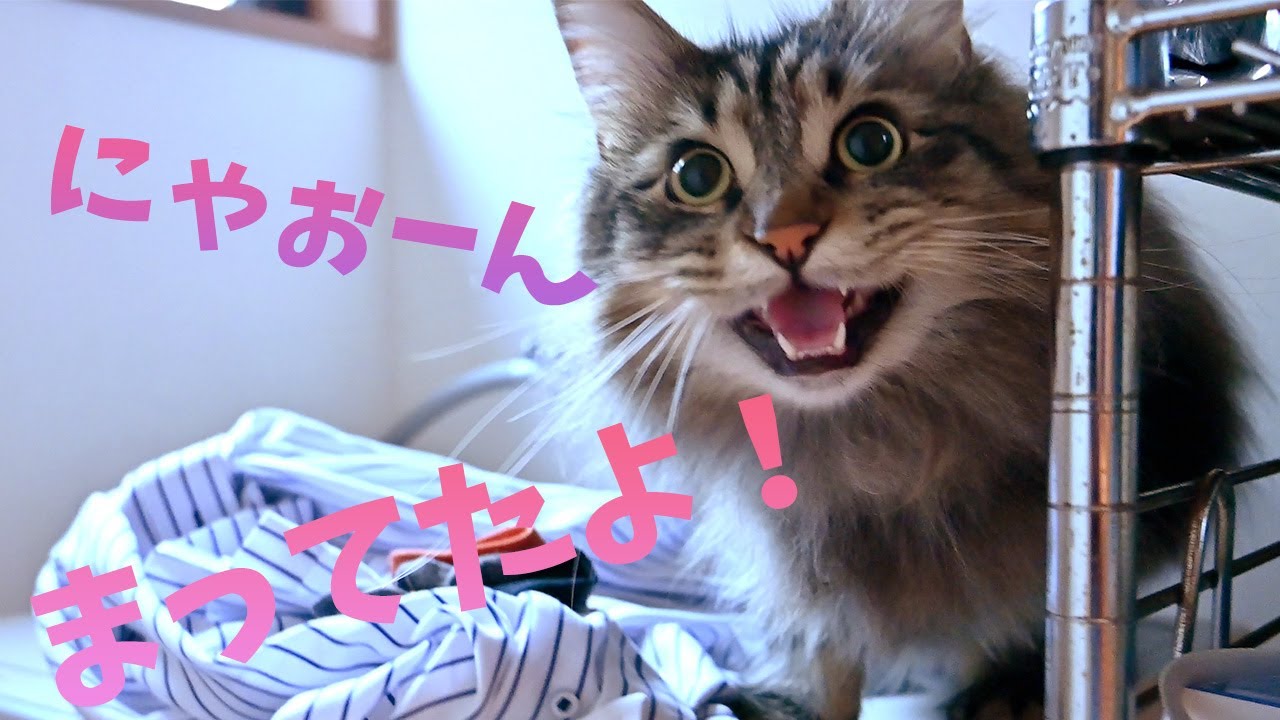甘えん坊がかわいいメインクーン、朝から飼い主を何度も呼びつける♡Called many times from the morning by a spoiled Maine Coon boy