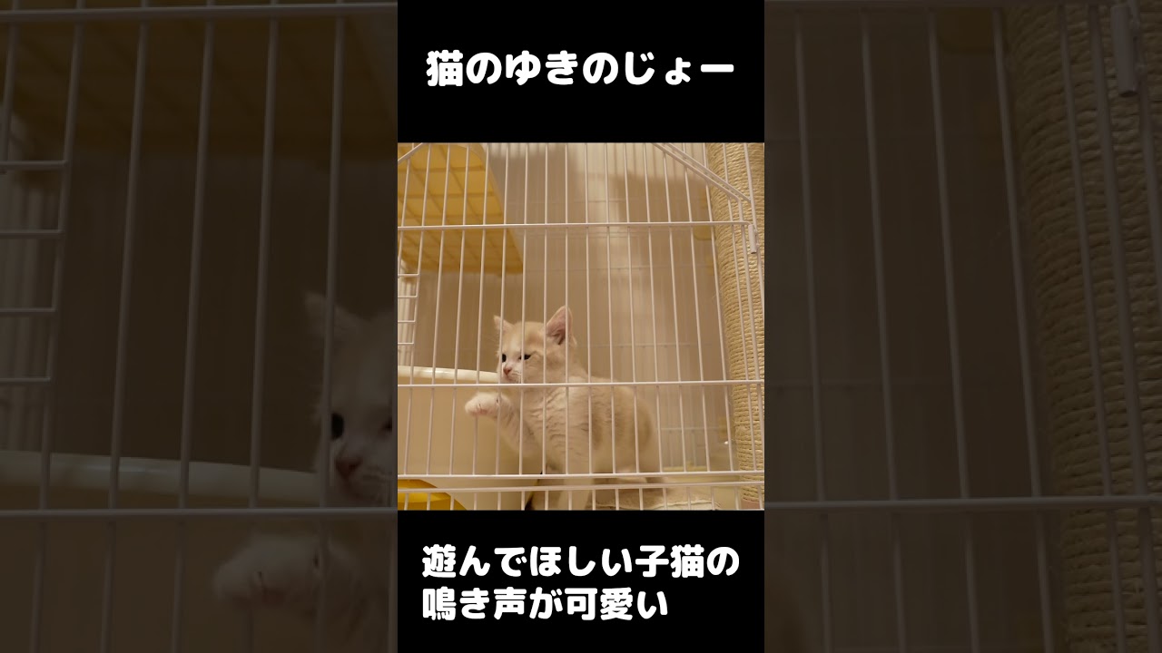 子猫の鳴き声って可愛すぎる　＃Shorts