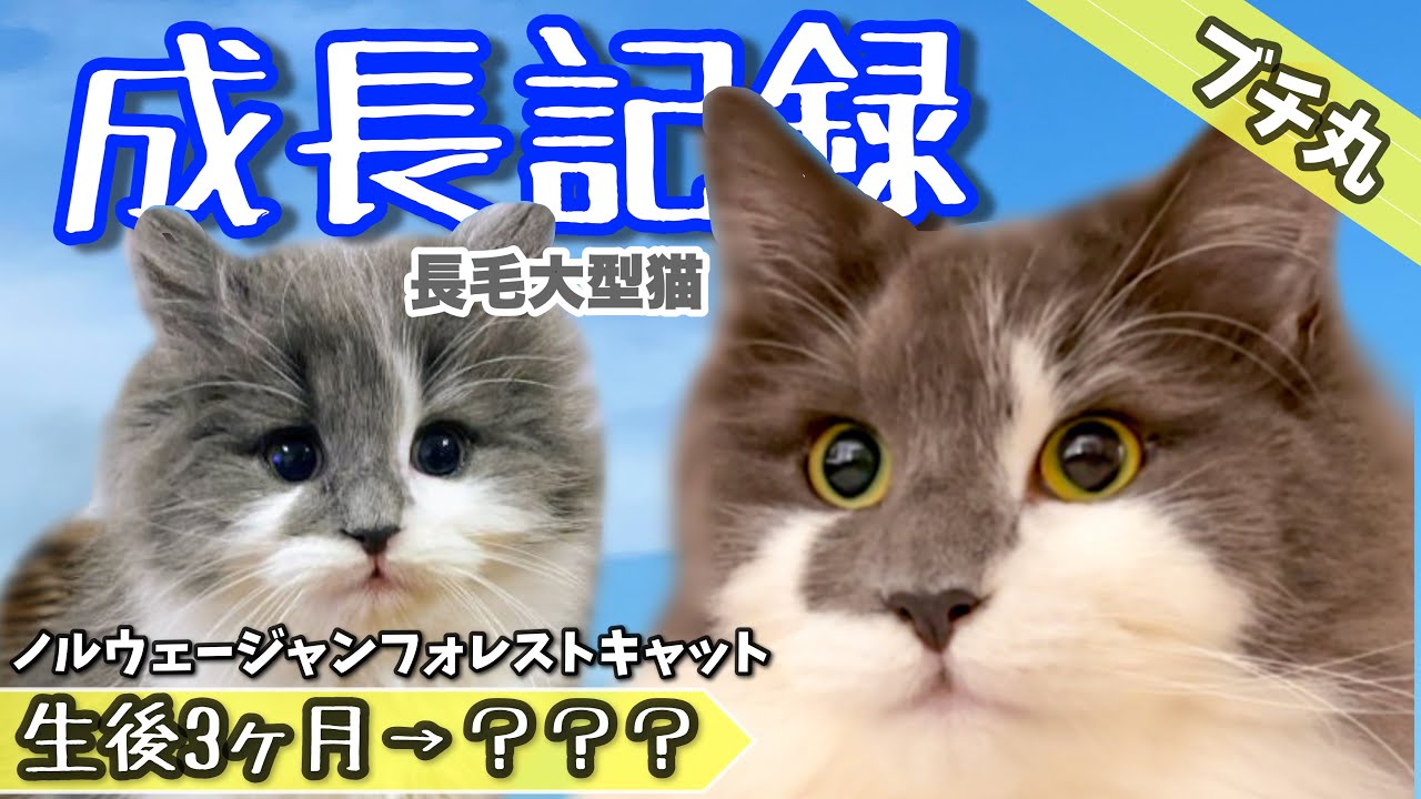 【ノルウェージャンフォレストキャット】可愛すぎる大型猫の成長記録❗️