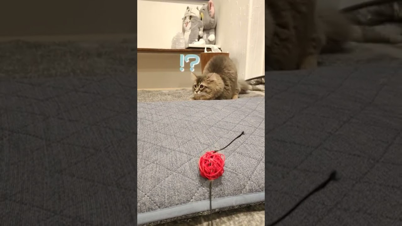 隙をついて飛びかかってくる子猫...【サイベリアンのラフィ】#shorts