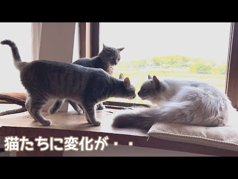 【保護猫ラグドール】猫たちの関係に変化が起きていました・・。
