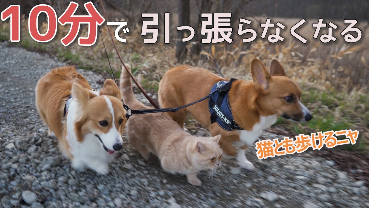 １０分で、散歩の引っ張り癖を直す方法【コーギー】【マンチカン】