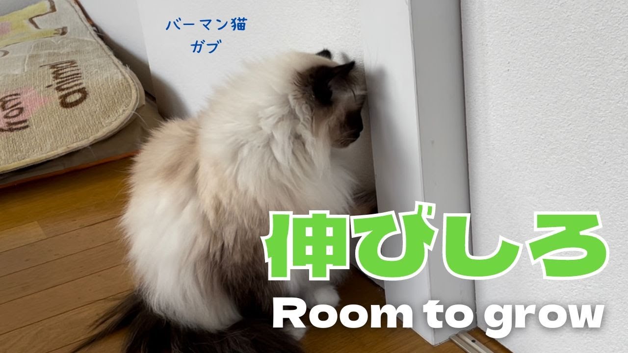バーマン猫ガブ【伸びしろ】Room to grow（バーマン猫）Birman/Cat