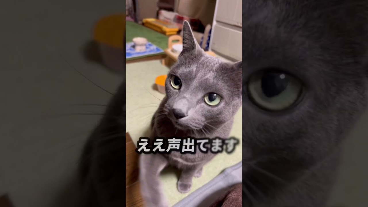 【ロシアンブルー】今朝のめろんのおねだり声です😌【猫】#shorts
