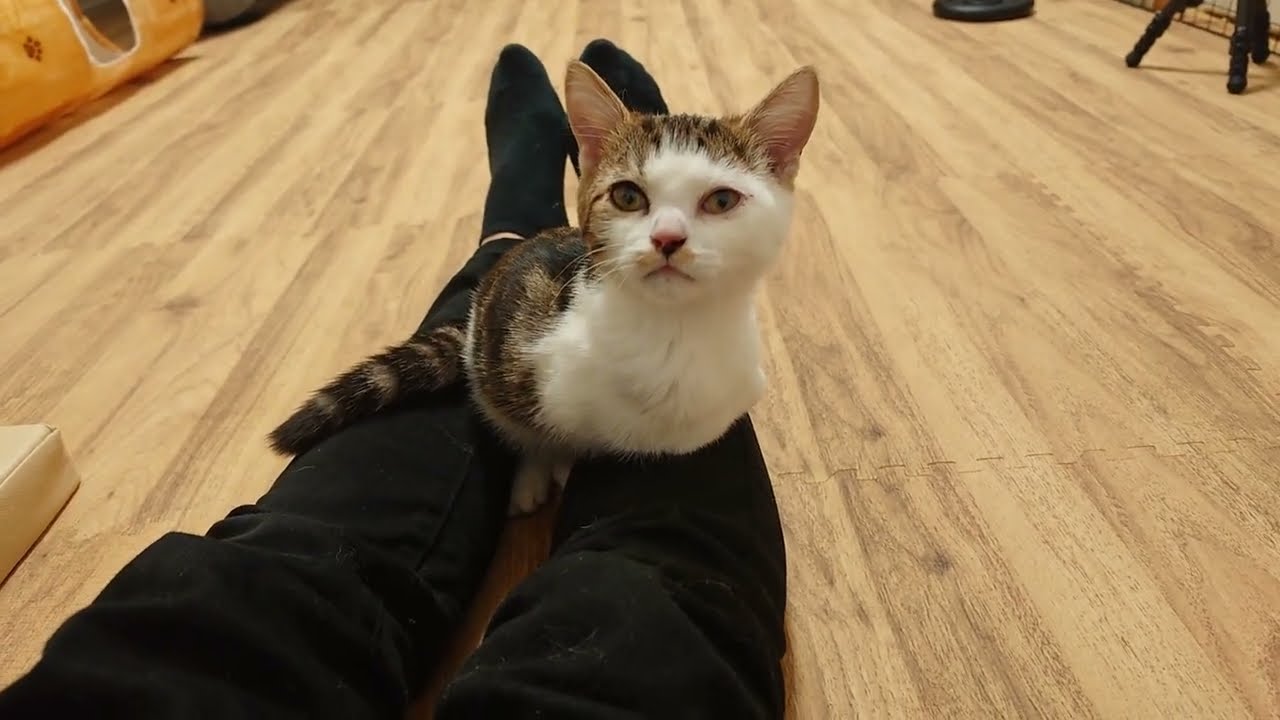 両腕奇形子猫のちょっと変わった爪とぎと香箱座り