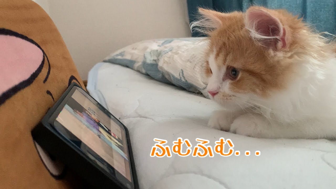 熱心に映画を見るラガマフィンの子猫ちくわがかわいい