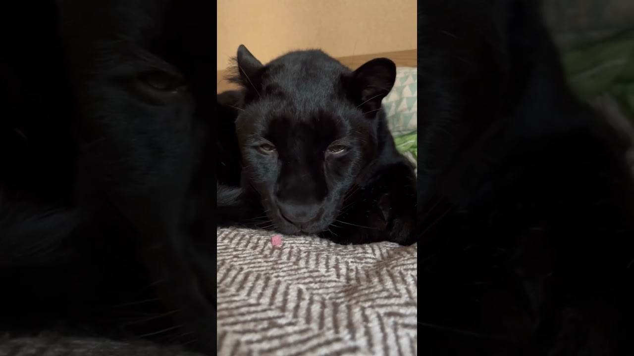 Good morning 😸❤️