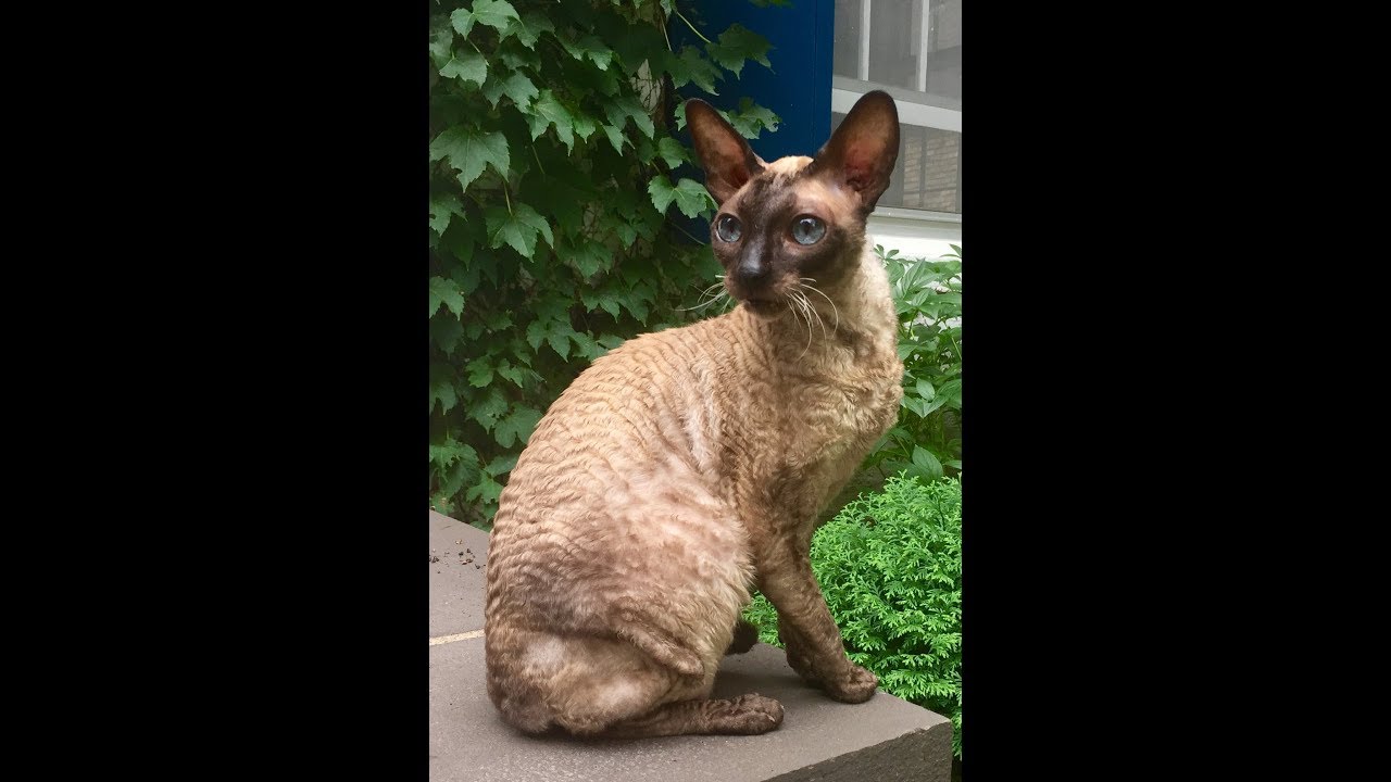 Walking my Cornish Rex cat.