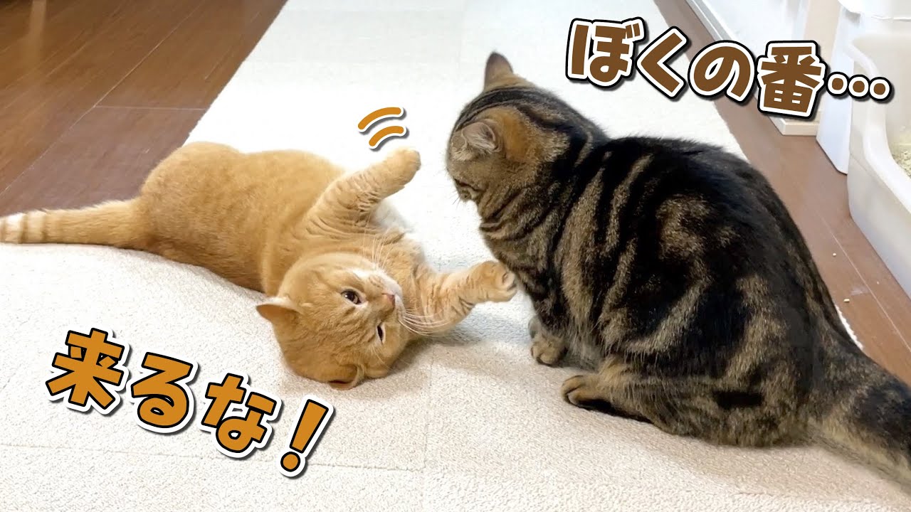 パパに甘えたくて場所取りをする兄弟猫の争いが可愛いw