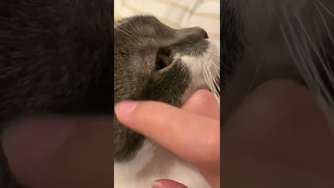 リラックス中の子猫の横顔【アメリカンカール・たぴ】