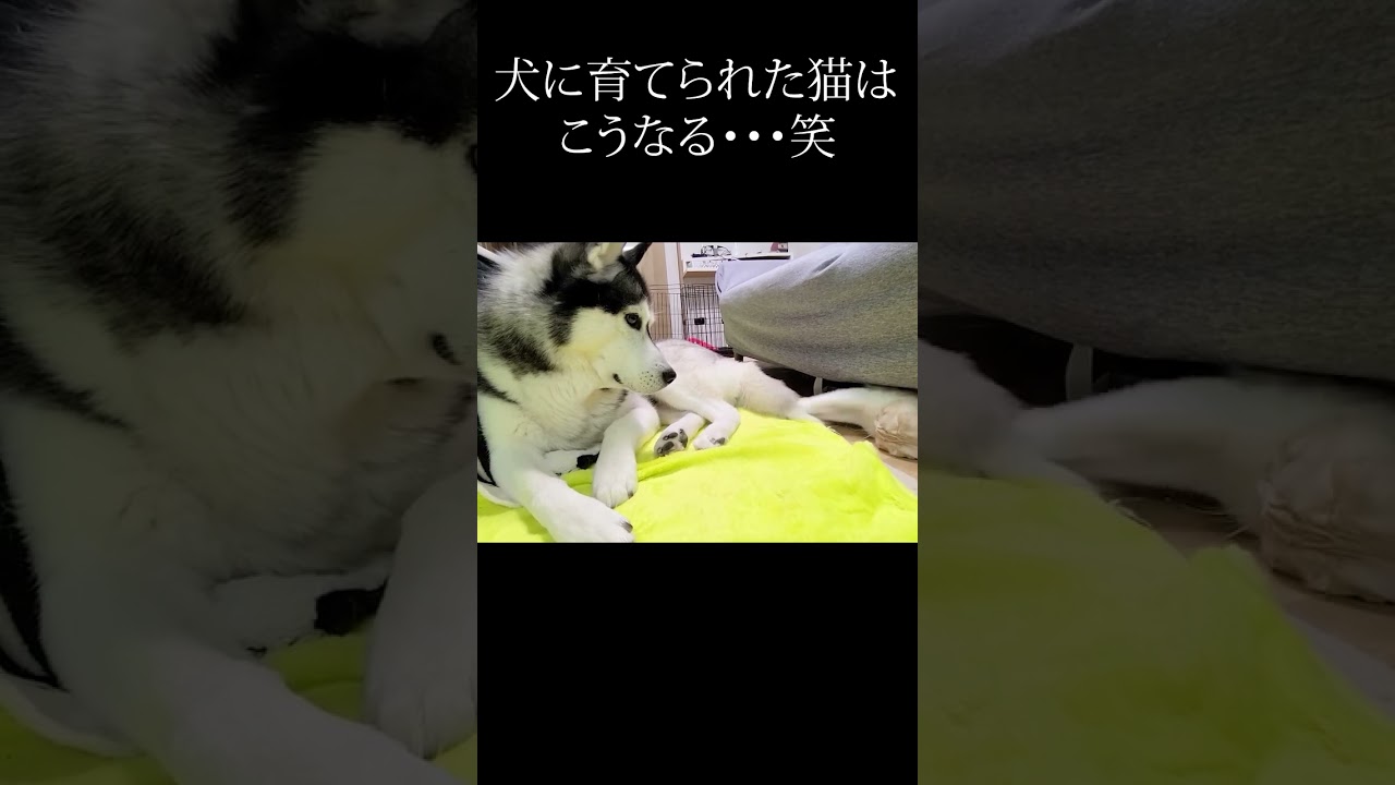 子猫になにされても怒らないハスキー犬...#shorts