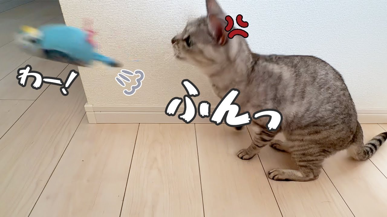 お気に入りの鳥さんを投げ飛ばす猫マロちゃん！