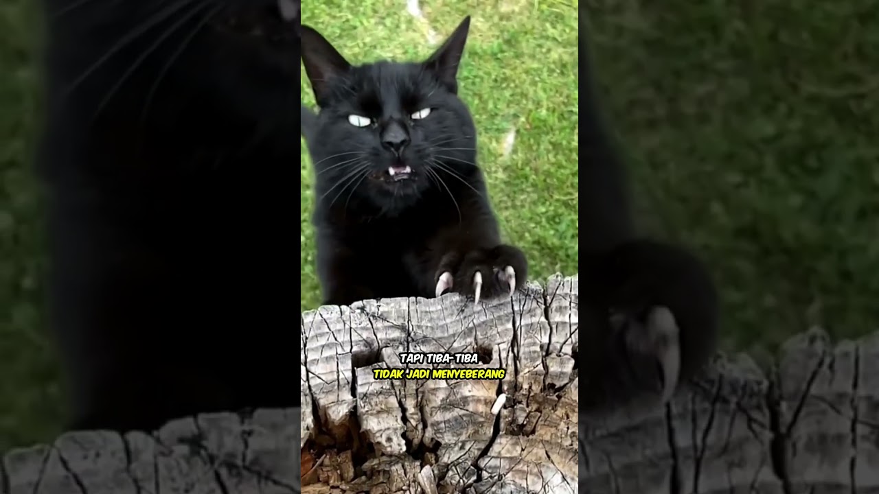 3 mitos kucing hitam ini banyak dipercaya😱