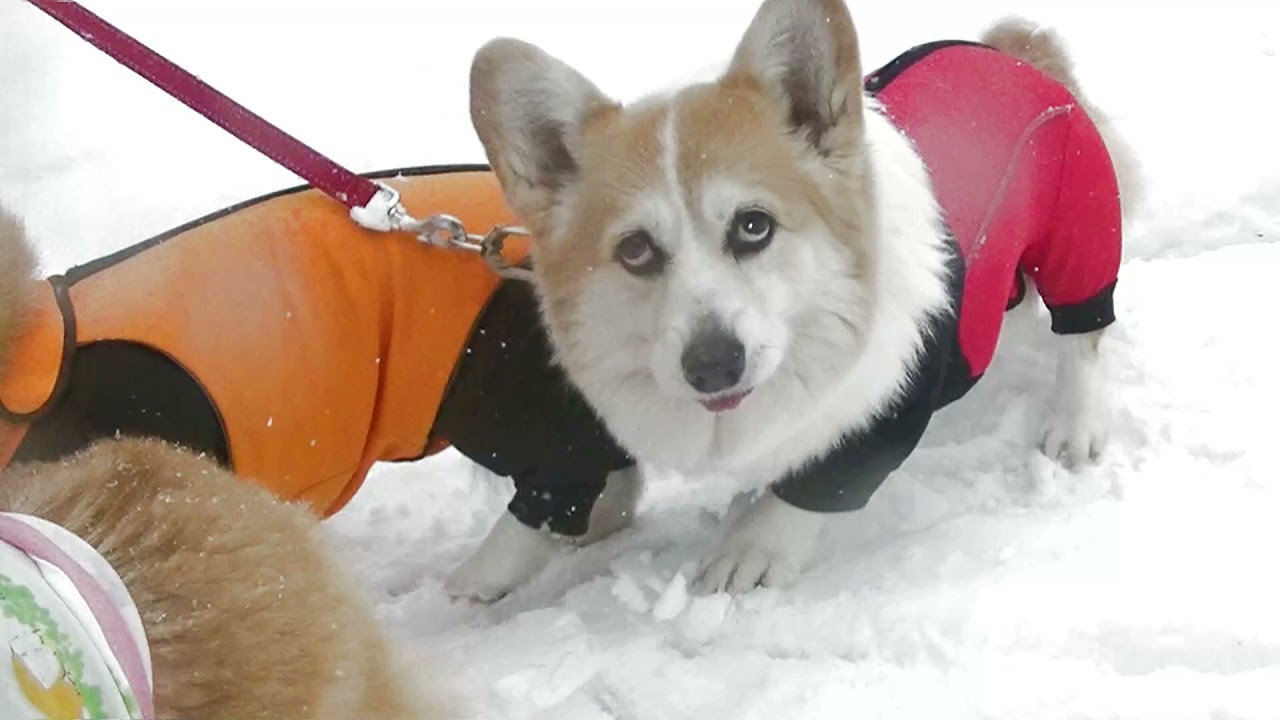 木谷沢でスノーシュー体験
