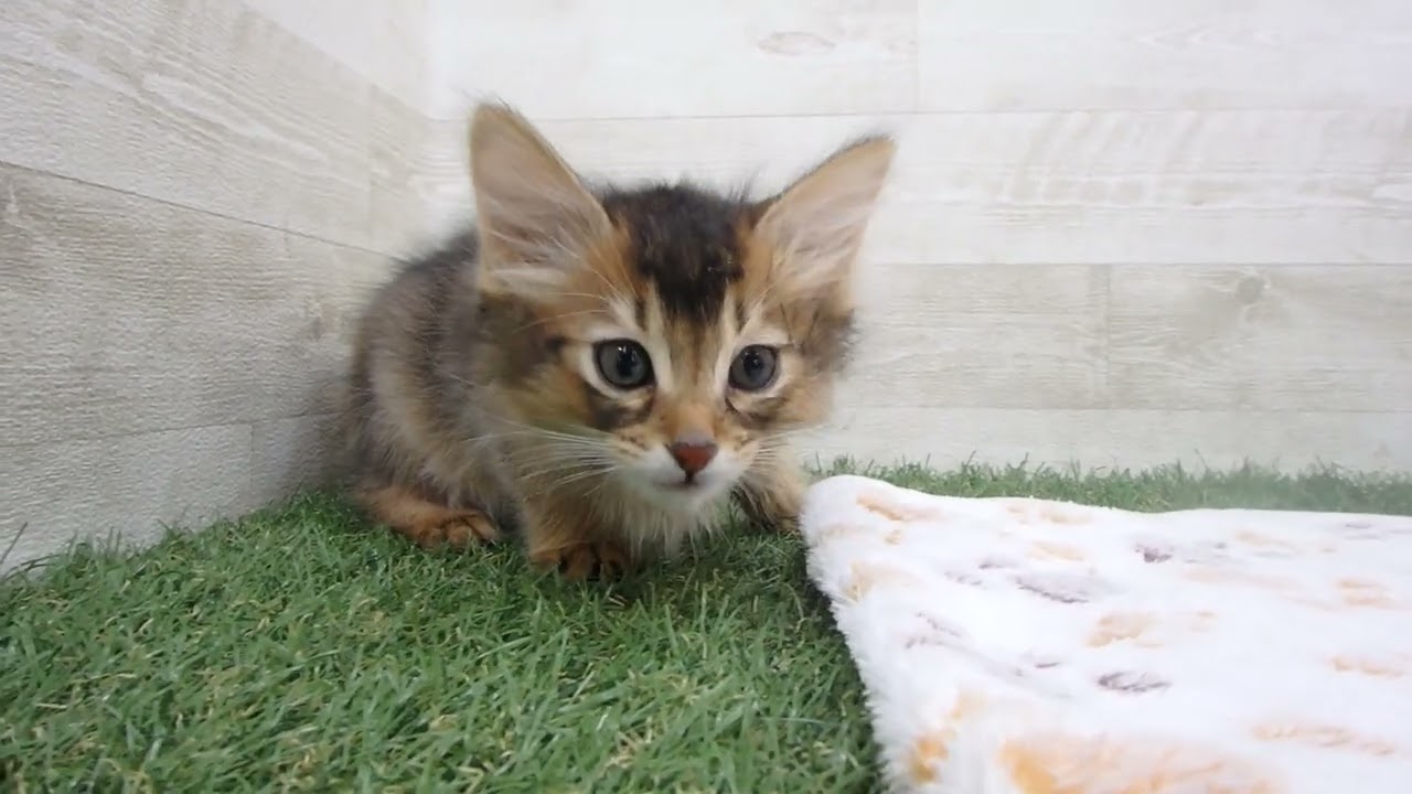 Coo&RIKU　No00612411 ソマリ